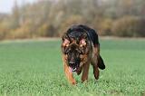 BERGER ALLEMAND 544